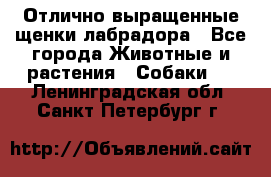 Отлично выращенные щенки лабрадора - Все города Животные и растения » Собаки   . Ленинградская обл.,Санкт-Петербург г.